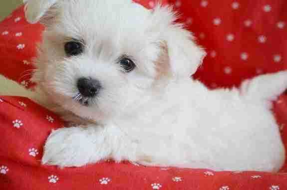 Szczeniaczki rasy Maltańczyk p. ZkWP