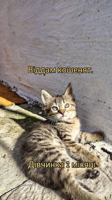 віддам кошенят а добрі руки