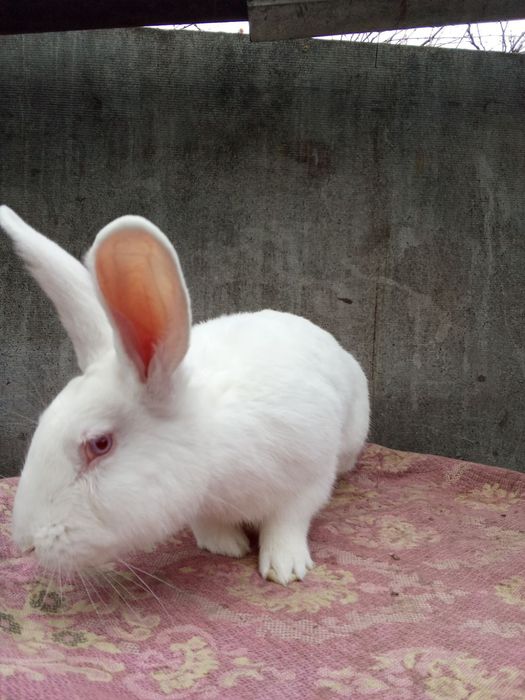 Продам кролі Панон