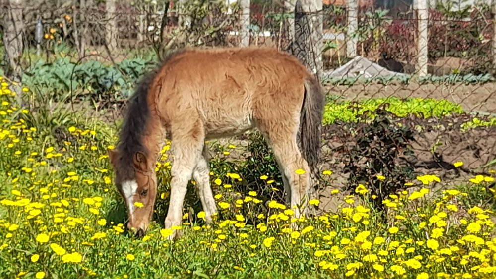 Ponei femea/garrana 3 anos, livros verde