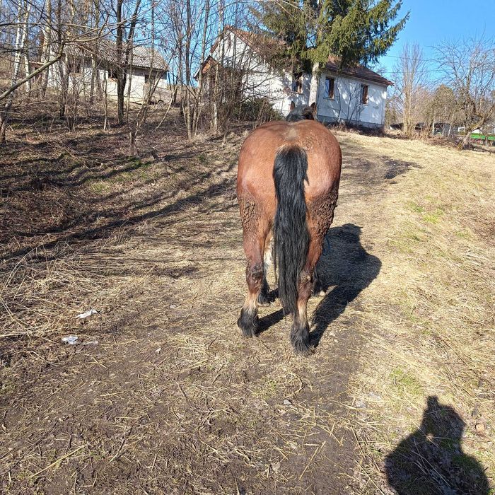 Sprzedam klacz zimnokrwistą