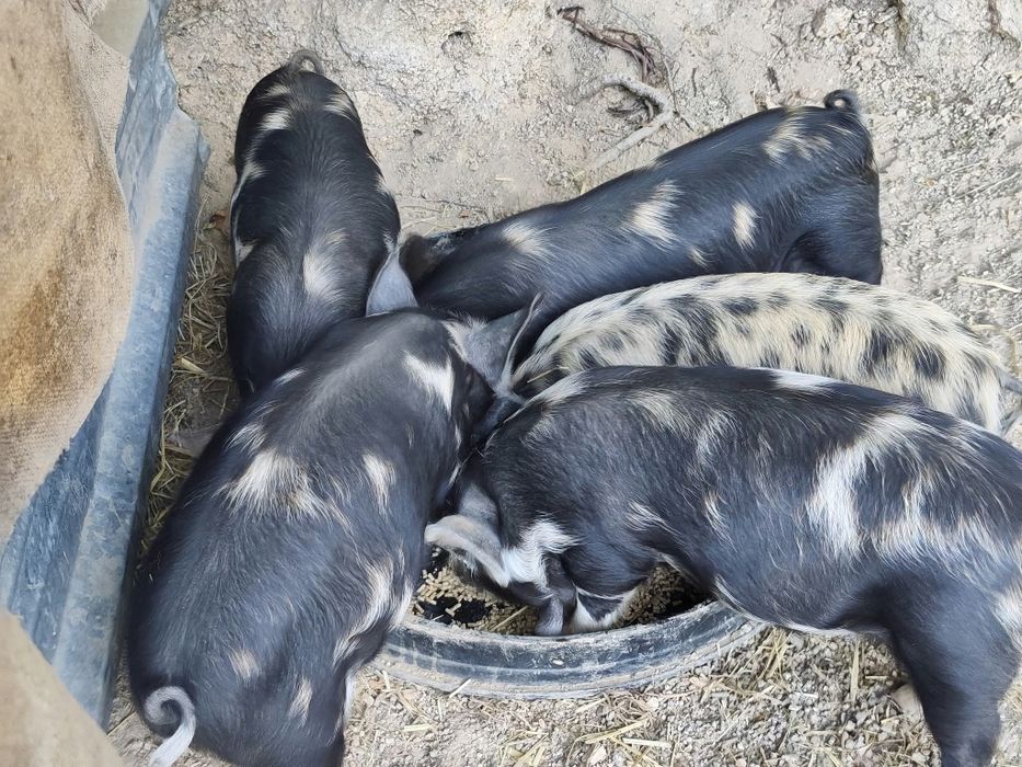 Leitões kune kune