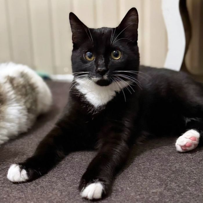 Котёнок, мальчик, 3 мес, очень нужен дом и любящий человек