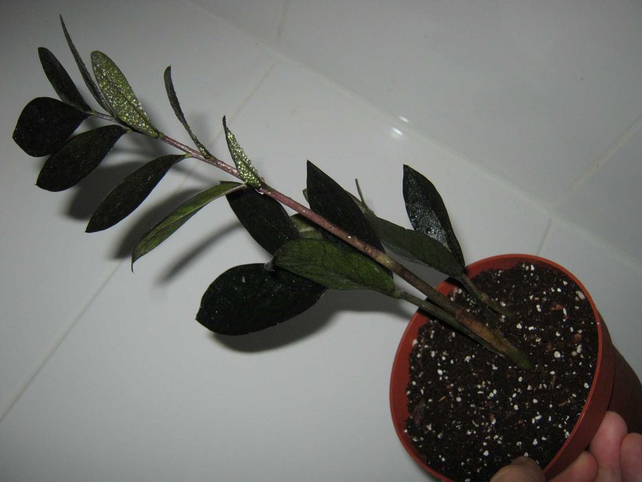 замиокулькас черный ворон/ равен/ принц разные домашние отличные корни