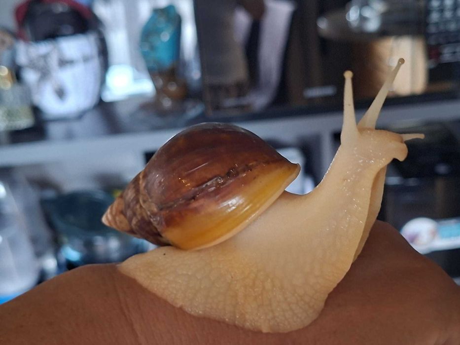 Sprzedam Ślimaki afrykańskie Lissachatina (Achatina)fulicia .