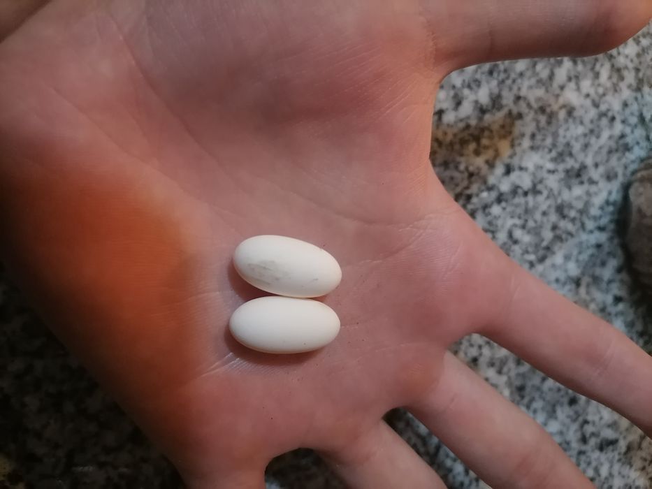 Incubadora para répteis