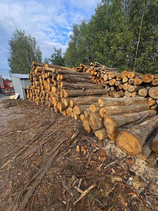 DĄB S2B - piękne drewno - wałki 2,5m OKAZJA!