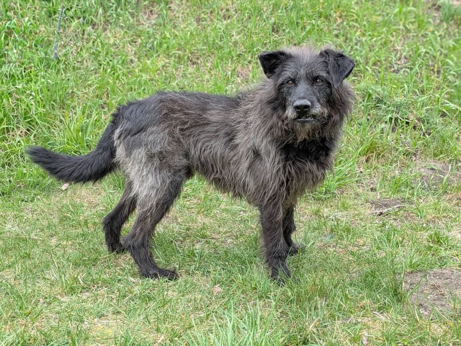 Kudłaty Mefisto czeka na swojego człowieka. ADOPTUJ