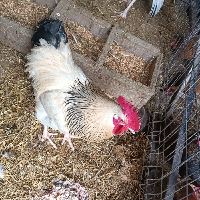 Koguty sprzedam z jesieni 25r