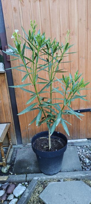 Biały oleander na pniu