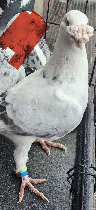 Gołębie staropolskie