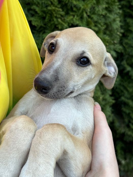 Whippet - chart angielski
