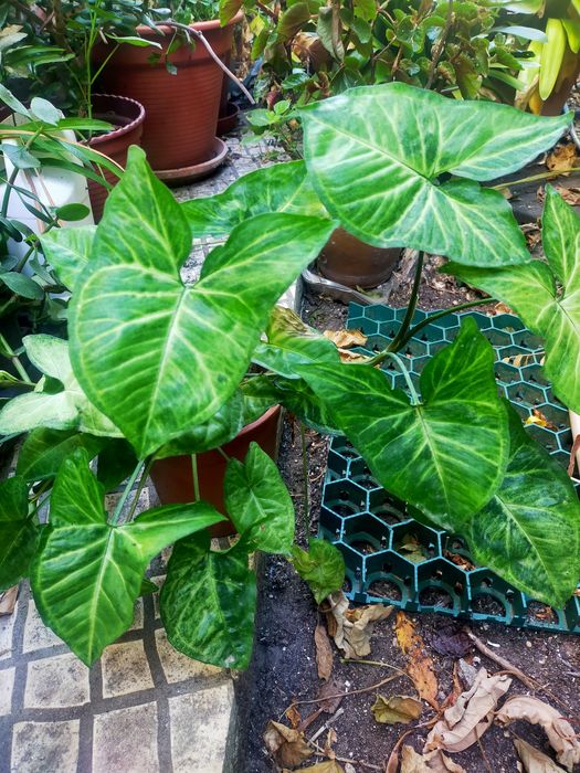 Planta Singonio sem quaisquer tratamento