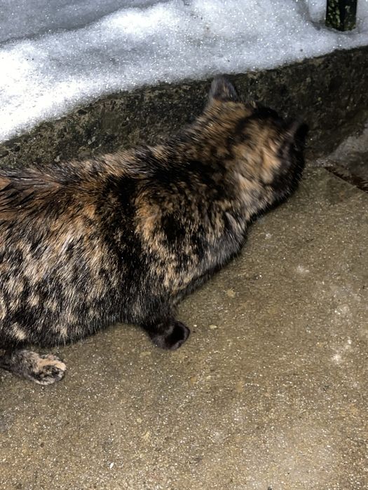 Неймовірно гарна киця