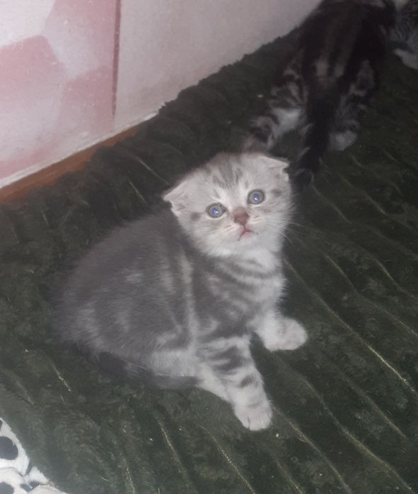 Висловуха дівчинка сірий мрамор!