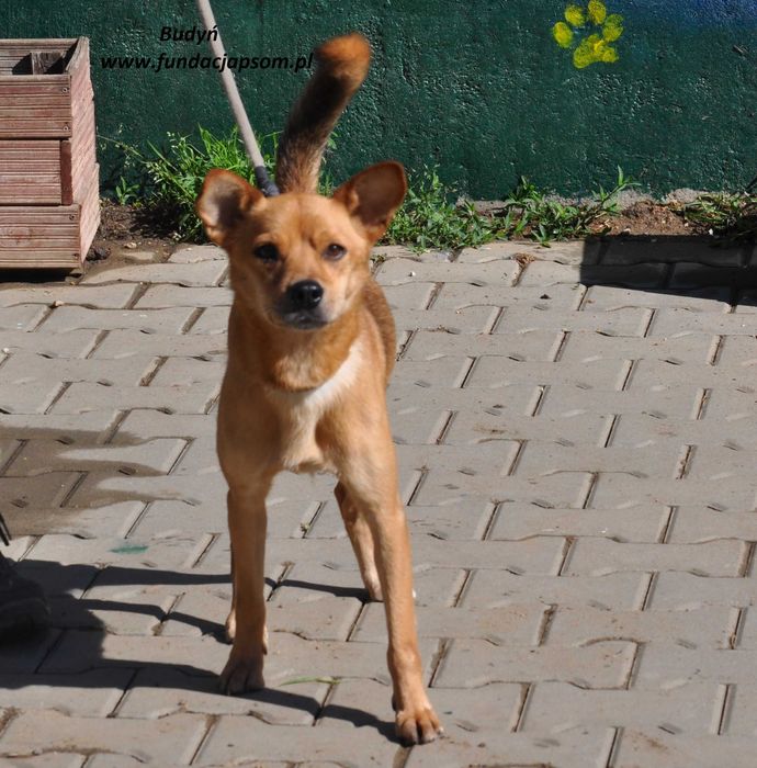 Budyń, cynamonowy rudzielec