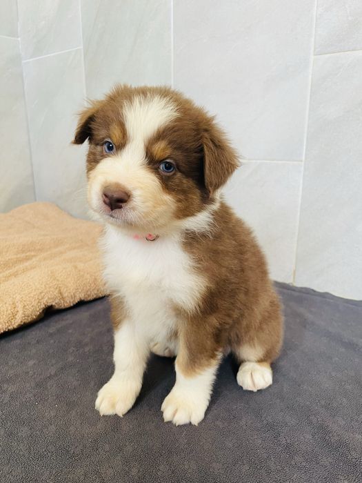 Pastor australiano com olhos azuis