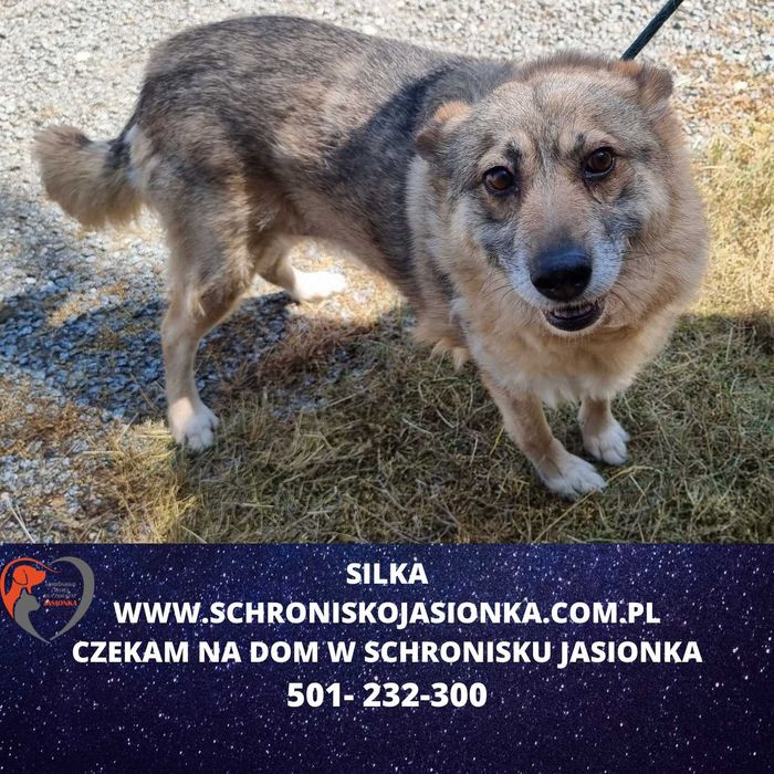 SILKA do adopcji – Schronisko Jasionka