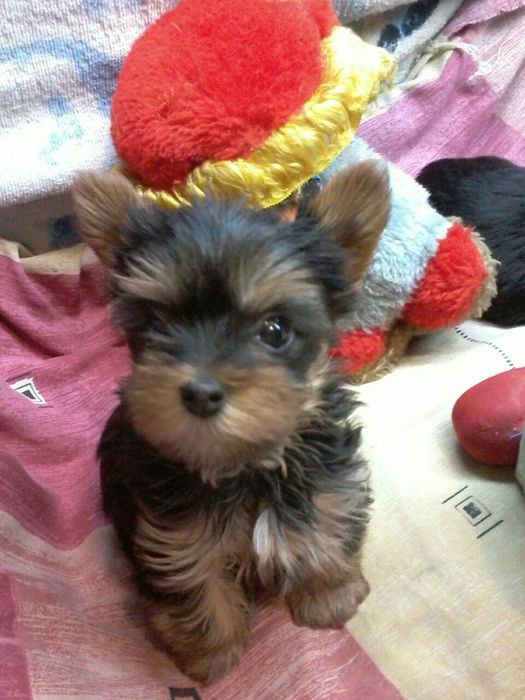 Шикарные малыши породы Йоркширский терьер.