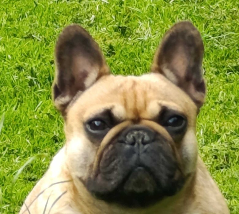 Buldog Francuski