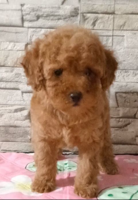 Ваше кучеряве щастя