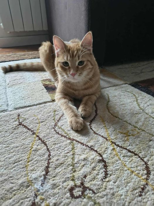 Rudasek Ignacy szuka domu