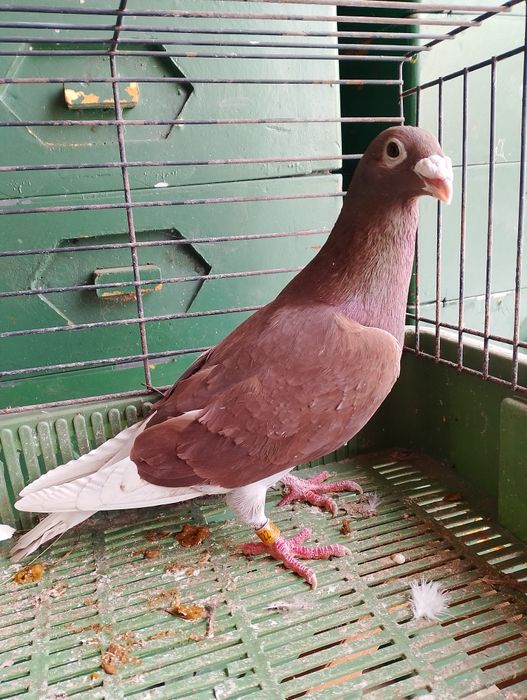 Sprzedam gołębie pocztowe para parzysta