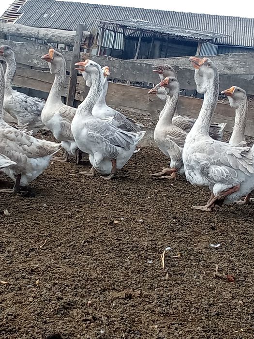 Продам гуси холмогори