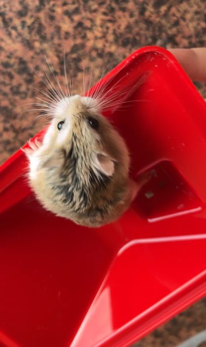 2 chomika Roborowskiego chłopak, dziewczynka