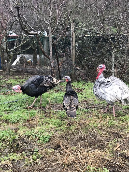 Perus de varias idades