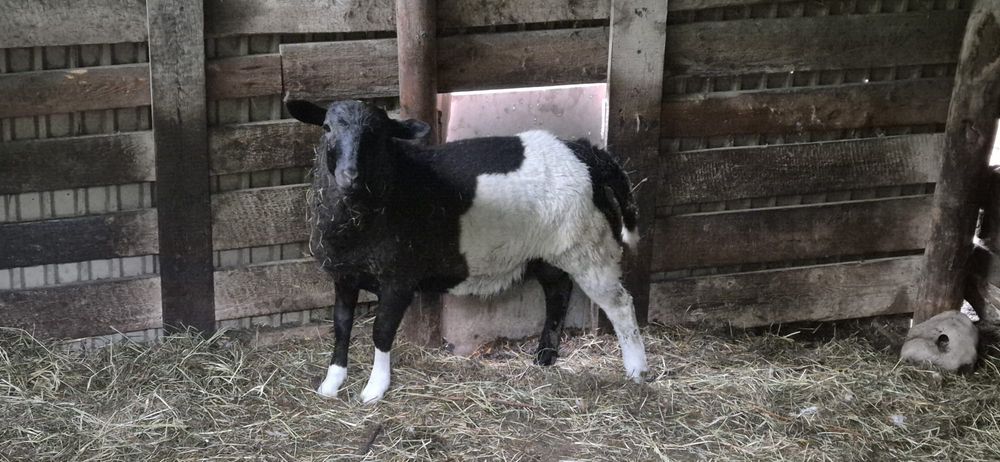 Baranek 75% dorper