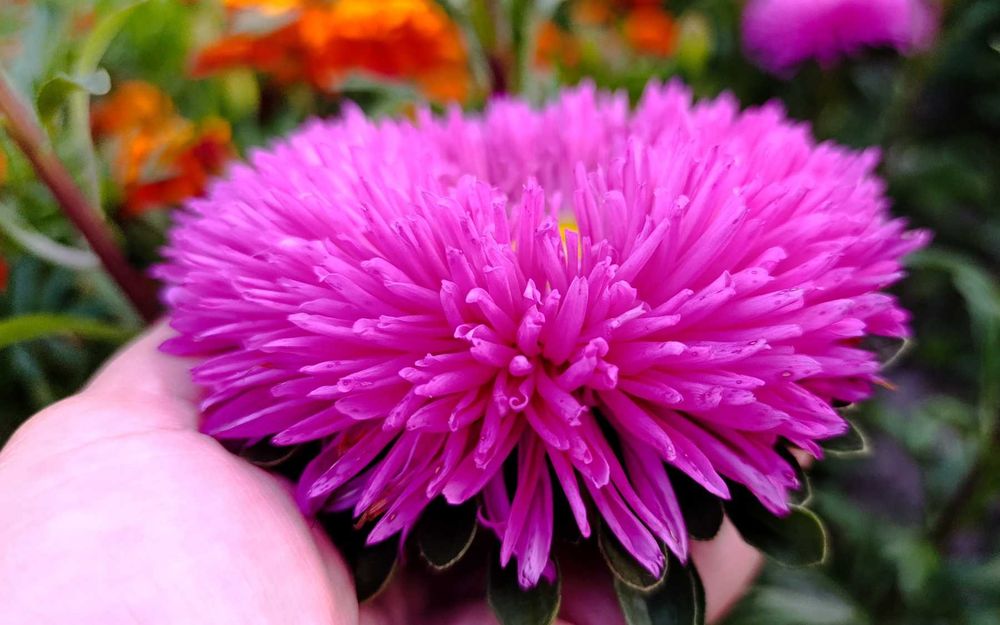 Пропоную своє домашнє насіння -  Айстра махрова