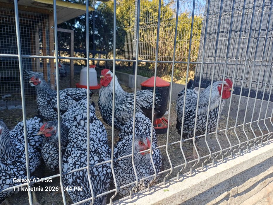 Jaja lęgowe kur Wyandotte