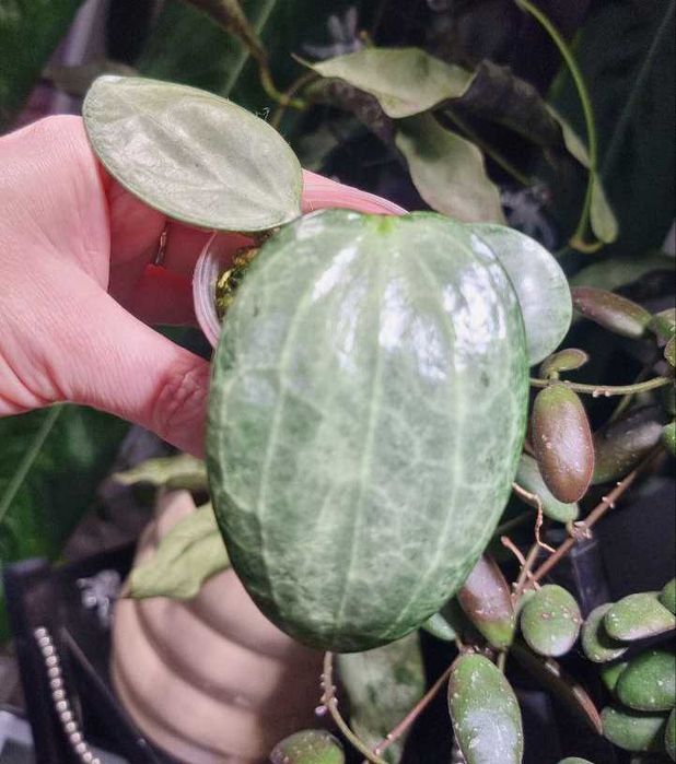 Hoya Latifolia Silver