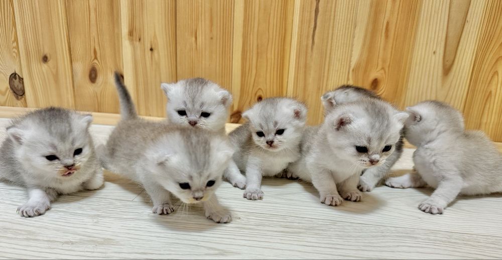 Шотландські  кошенята
