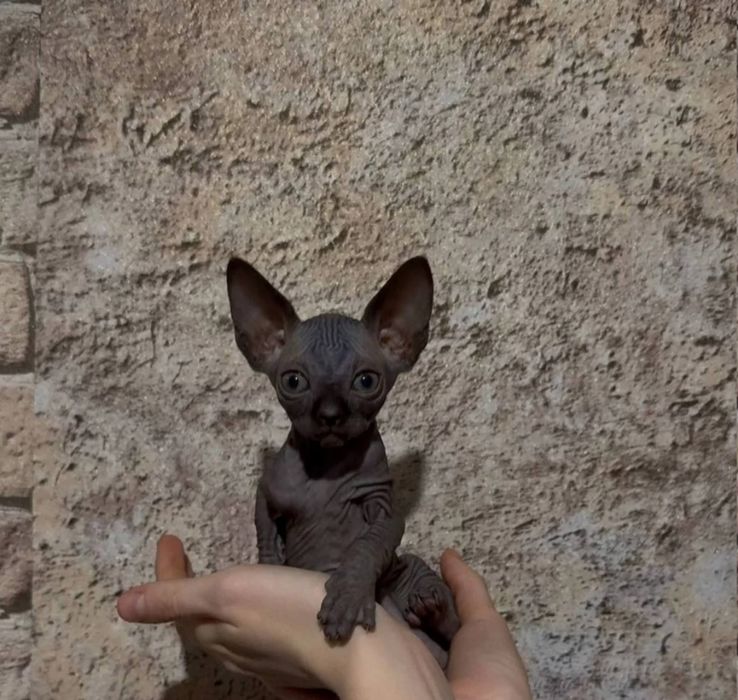 Канадський сфінкс