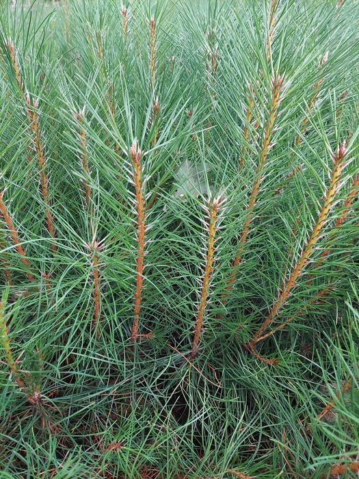 Саджанці Ялина, Сосна, Модрина