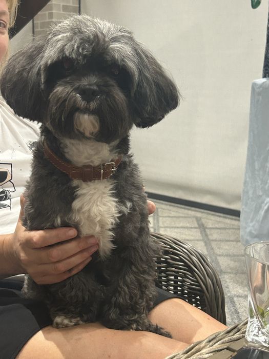 Шукаємо подругу для собаки шицу мальтіпу пудель шипу случка