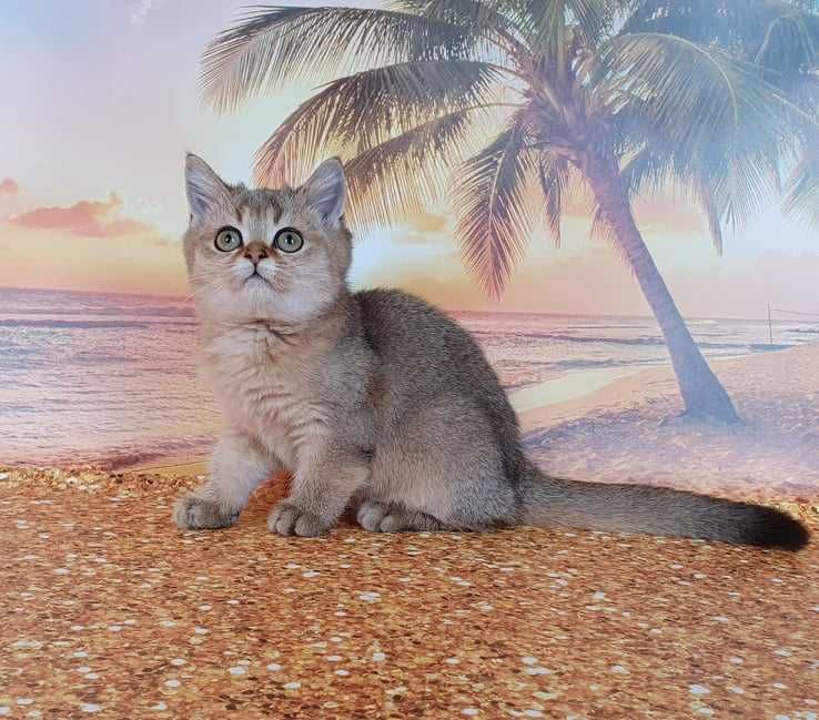 Билли - шотландец