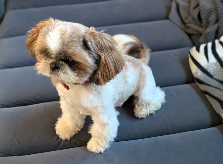 Mały Reproduktor Shih tzu ZHPR krycie Shih-tzu