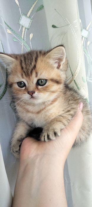Шотландські кошенята. Відкрито бронювання
