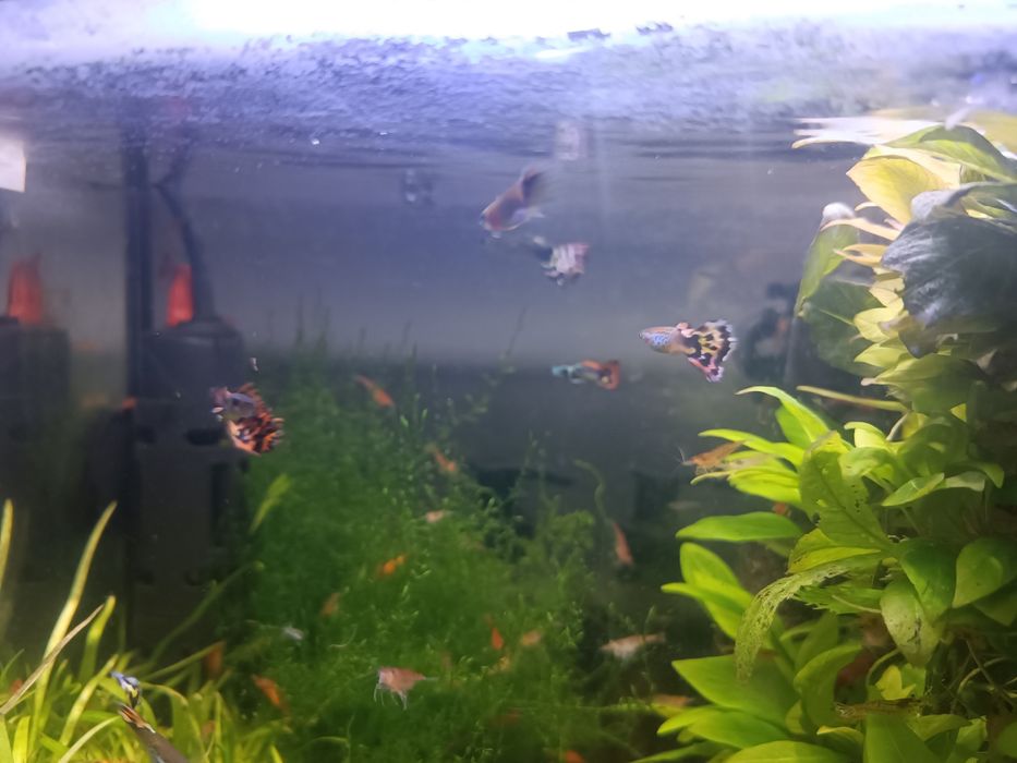 Głupiki samiczki samce