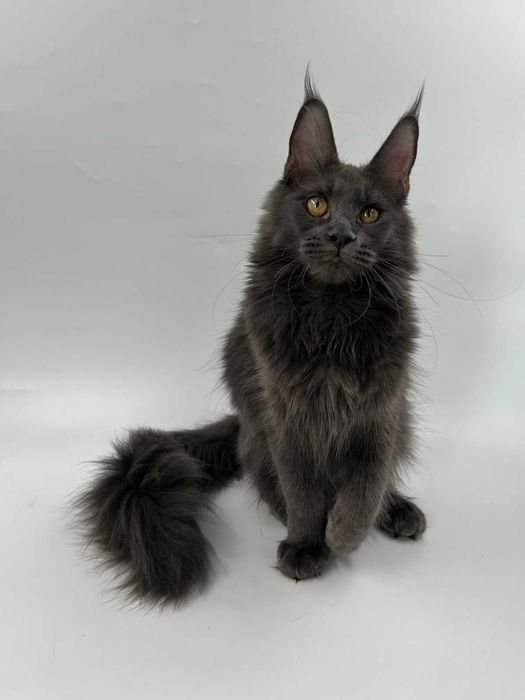 Продам мейн кун  девочка