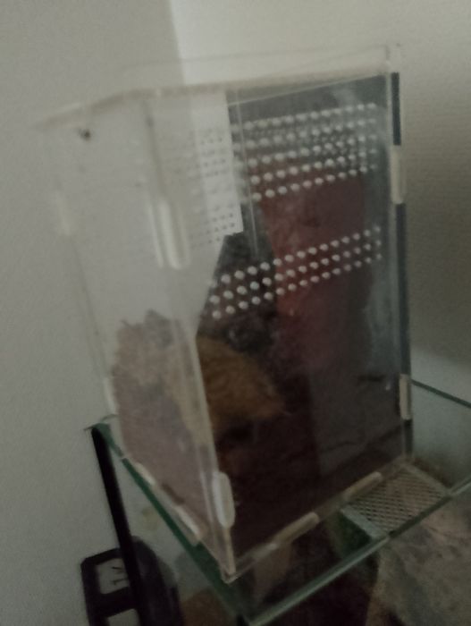 Terrarium Ptasznik wenezuelski Irminia