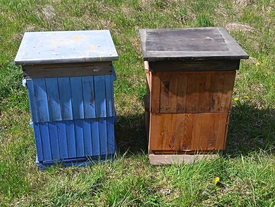 Ule wielkopolskie