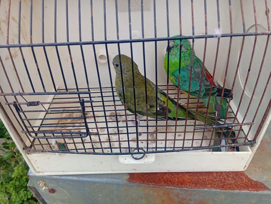 Red rumped pyrrulas caturras kakariquis e tourquoisines