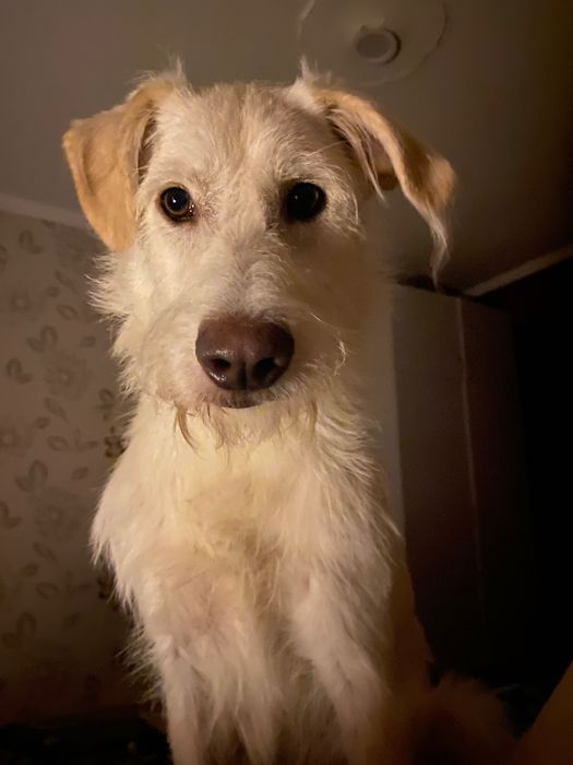 Вигуляю вашого песика