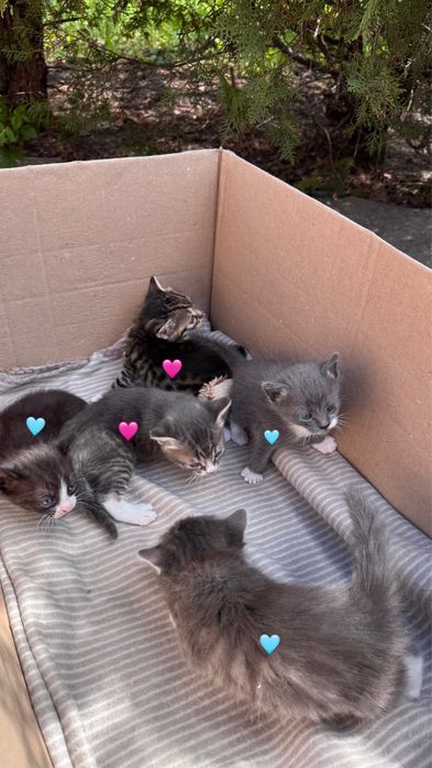 Отдам миленьких котят