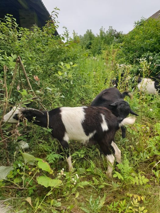 Продаж кіз, козлів та козенята