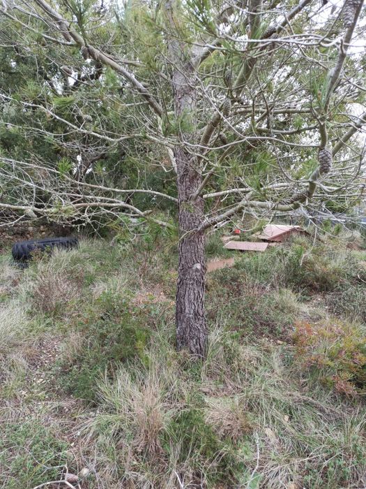 Pinheiro bravo com 20metros de altura (40cm diâmetro)